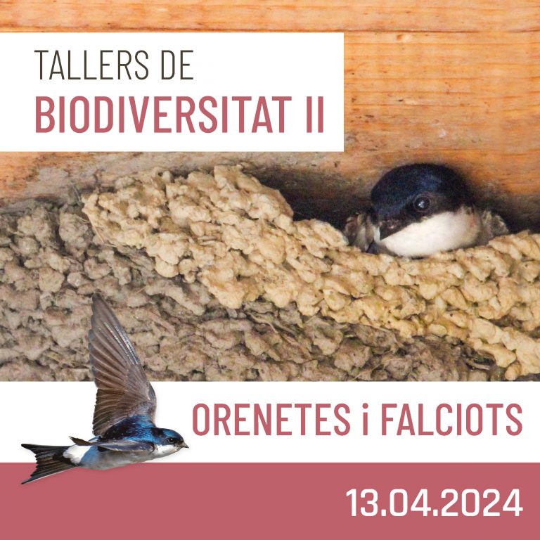 13/04/2024-Tallers de biodiversitat: orenetes i falciots.