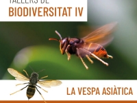 29/9/2024-Tallers de biodiversitat IV: la vespa asiàtica