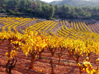 17/11/2024-Paisatges del Baix Priorat