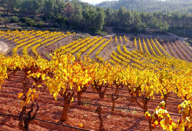 17/11/2024-Paisatges del Baix Priorat